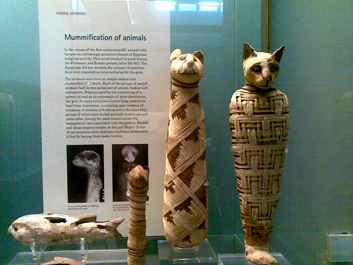 Mummification of pet cats