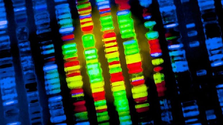 DNA strands, human genes